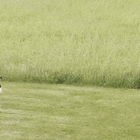 Family Duck GIF by Robert E Blackmon