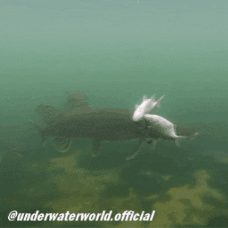 Fish Fishing GIF