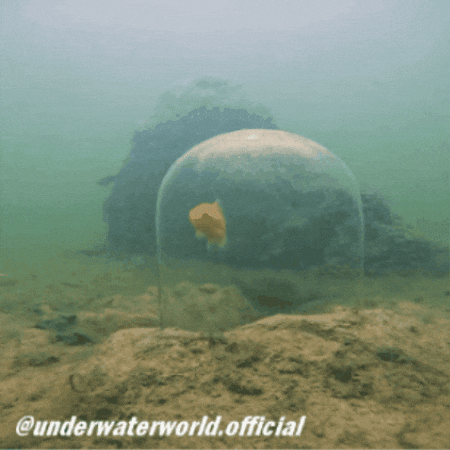 Poisson Rouge Goldfish GIF