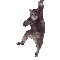 k_force dance cat jump ねこ Sticker