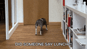 MadeByShape reaction dog meme excited GIF