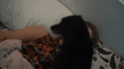 Dog Eyes Please GIF