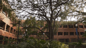 uf GoGators GIF by University of Florida