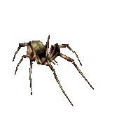 spider STICKER