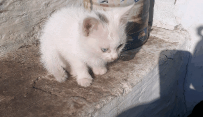 mao GIF