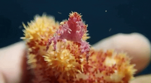 moodman giphygifgrabber crab coral candy crab GIF