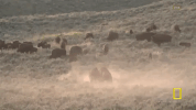 GIF by National Geographic Channel