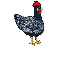 Chickenfarm Sticker