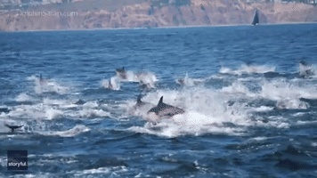 Boat Glides Among Stampeding Dolphins 