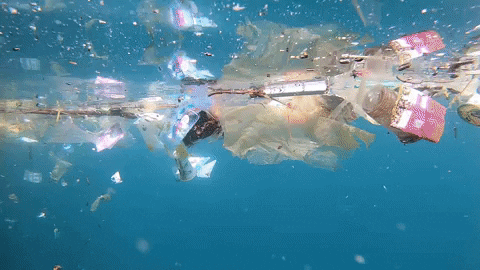 Earth Day GIF by 4ocean