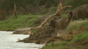 Elephant GIF by Discovery
