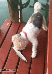 fishy GIF