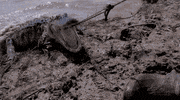 swamp people reaction gif GIF