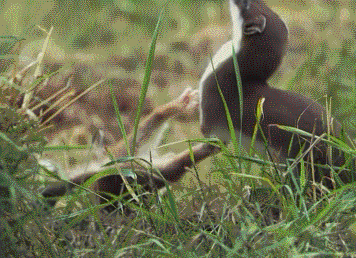 stoats love GIF
