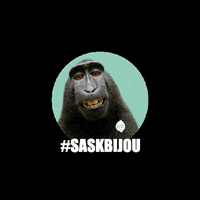 SASK_Roeselare sask bijou saskbijoux saskbijou saskroeselare GIF