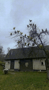 Cornball GIF