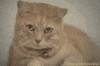 my cat GIF