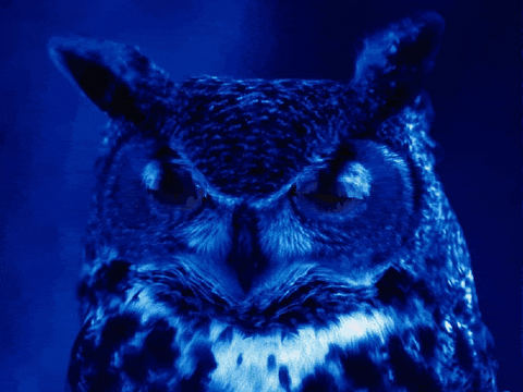 owl GIF