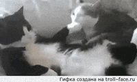 cat guess GIF