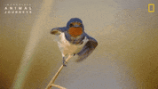 National Geographic Birds GIF by Nat Geo Wild