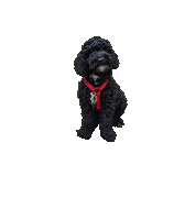 Dog Labradoodle Sticker