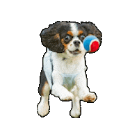 Cavalierkingcharlesspaniel Sticker