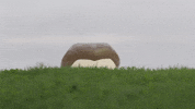 Interested Jesus GIF
