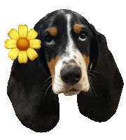 Basset Hound Sunshine Sticker