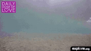 exploreorg love nature animal organic GIF