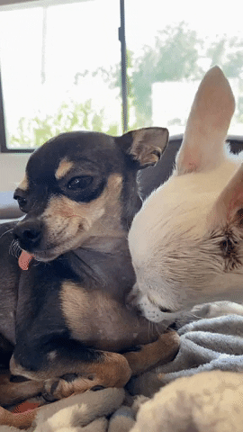Dogs Love GIF by Little White Dog Co