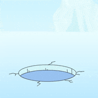 Penguin Yes GIF by Pudgy Penguins