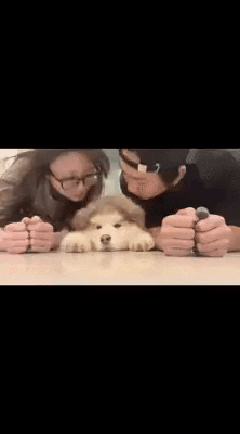 cuteanimalland giphyupload GIF