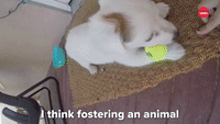 Fostering An Animal