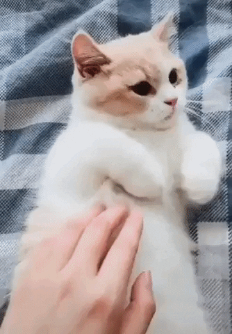 cuteanimalland giphyupload GIF