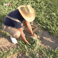 Summer Eat GIF by TRT