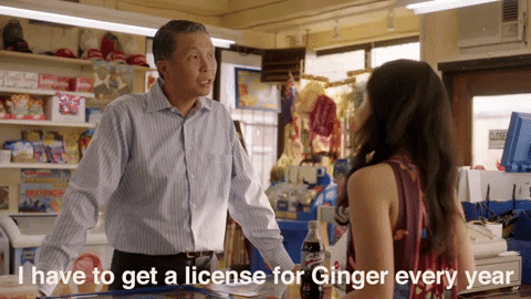 dog puppy GIF by Kim's Convenience