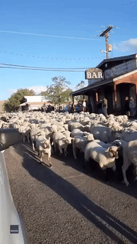 Hundreds of Sheep Take Over Main Street in Western Nevada Town