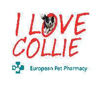 Border Collie Sticker by Europeanpetpharmacy