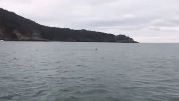 Boat Captain Steers Swimming Deer Away From Killer Whales