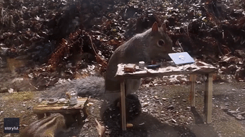 This Squirrel, 'Busy on Laptop,' Is Nuts About Working From Home