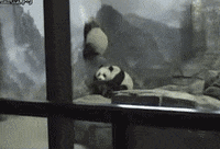 break out bears GIF