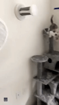 Accidental Acrobat: Kitten Spins Around Wall Perch After Failing to Mount