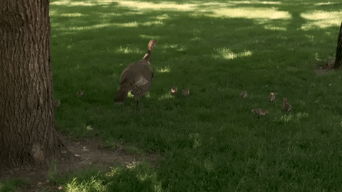 Happy Thanksgiving GIF by Minnesota State University Moorhead