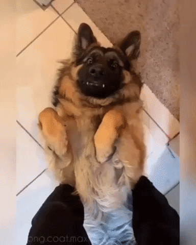 jermbly giphyupload GIF