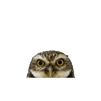 Burrowing Owl Sticker by Valley Zoo Development Society