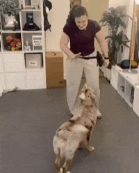 GIF by SchoolForTheDogs