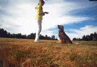 parkerpup parkerpup GIF