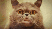 Cat Talking GIF