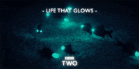 bbc water ocean fish sea GIF