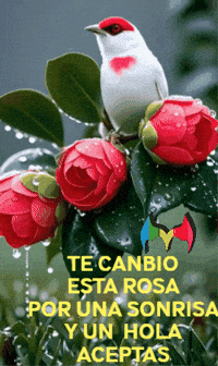 Feliz Amigos GIF by Murcianys LLC